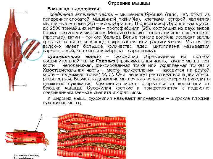 Брюшко мышцы