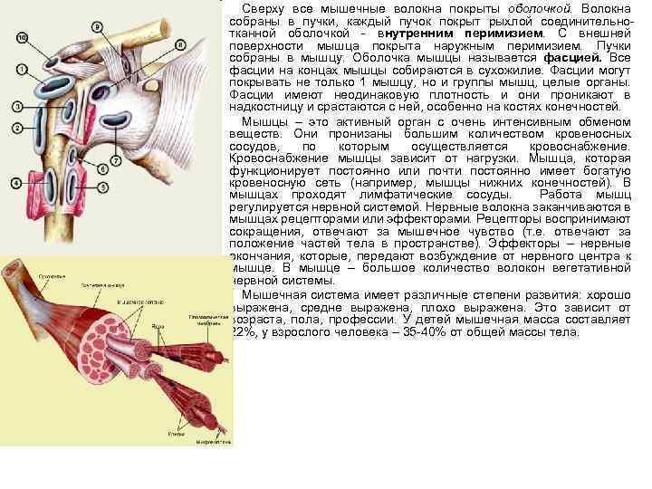 Схематическое изображение синовиальных сумок в области плечевого сустава Posted on mb on Июль 28,