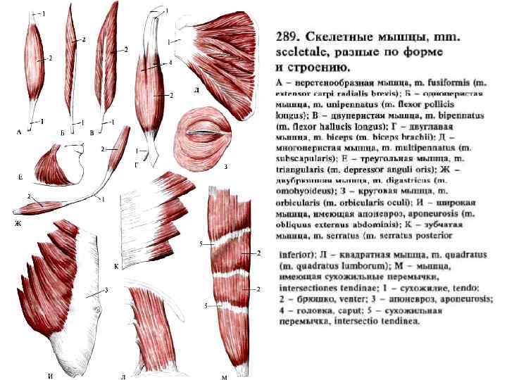 Мышцы бывают