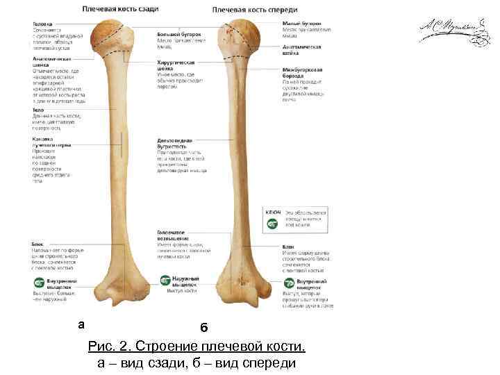 Какой буквой на рисунке обозначена плечевая кость