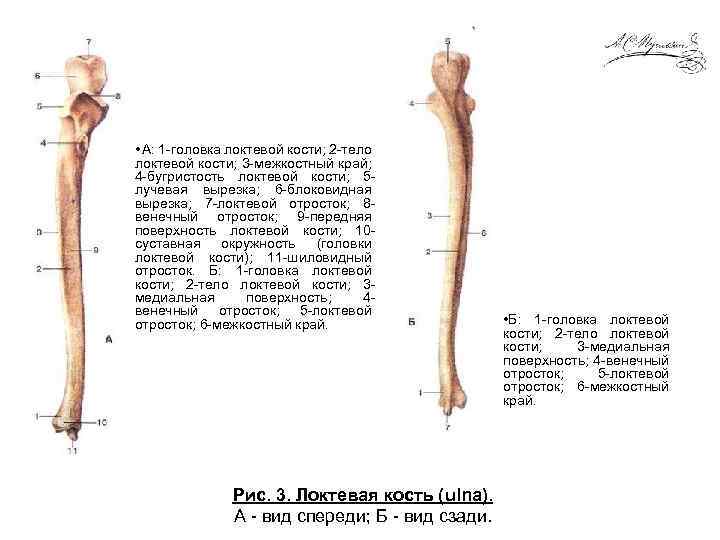 Локтевая кость фото