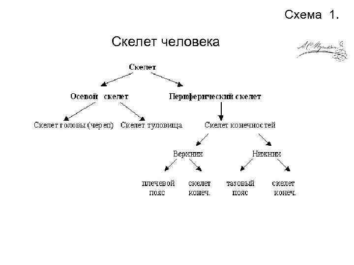 Схема 1. Скелет человека 