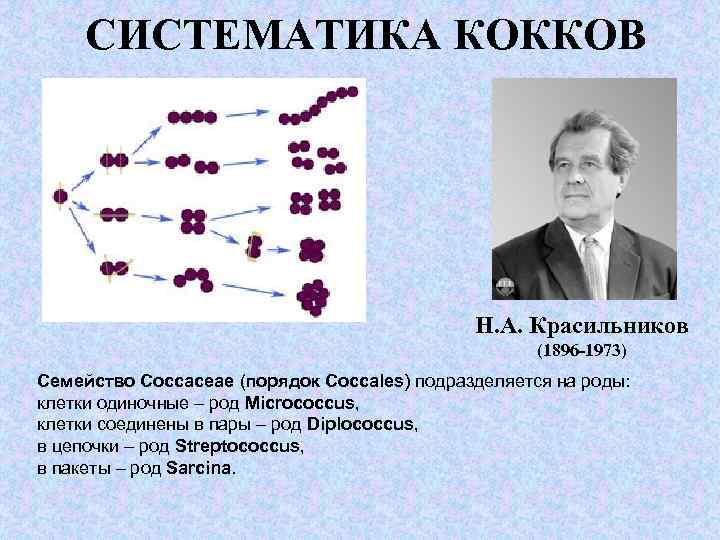 СИСТЕМАТИКА КОККОВ Н. А. Красильников (1896 -1973) Семейство Соссасеае (порядок Соссаles) подразделяется на роды: