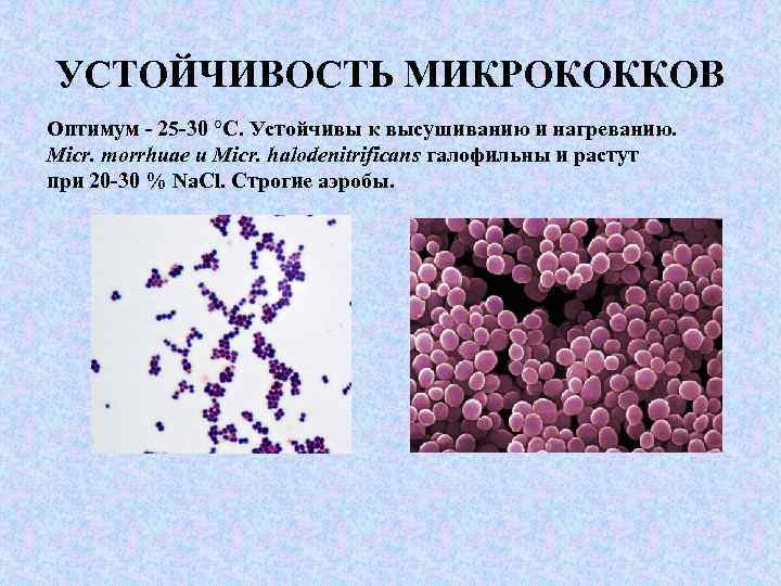 УСТОЙЧИВОСТЬ МИКРОКОККОВ Оптимум - 25 -30 °С. Устойчивы к высушиванию и нагреванию. Micr. morrhuae