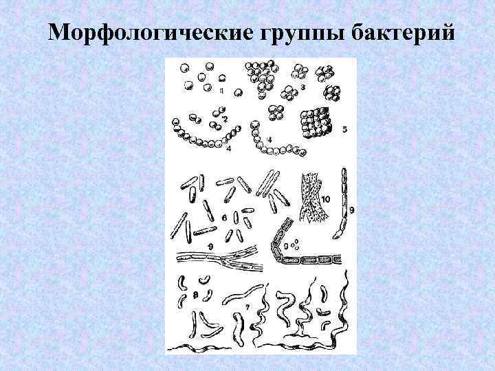 Перечислите группу микроорганизмов