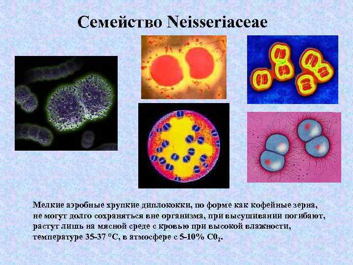 Семейство Neisseriaceae Мелкие аэробные хрупкие диплококки, по форме как кофейные зерна, не могут долго