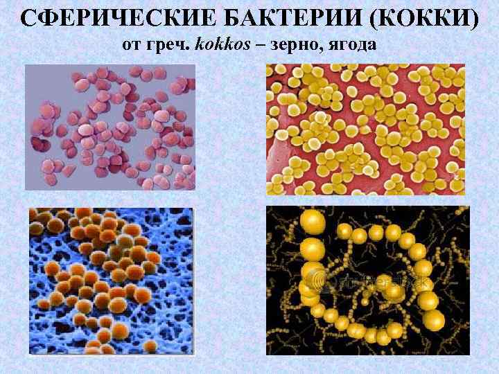 СФЕРИЧЕСКИЕ БАКТЕРИИ (КОККИ) от греч. kokkos – зерно, ягода 