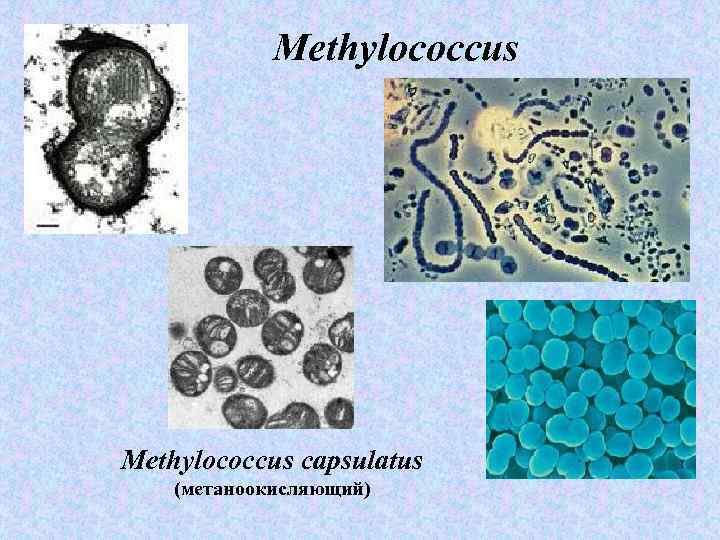 Methylococcus capsulatus (метаноокисляющий) 