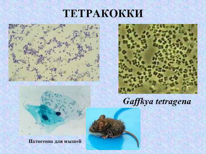 ТЕТРАКОККИ Gaffkya tetragena Патогенна для мышей 