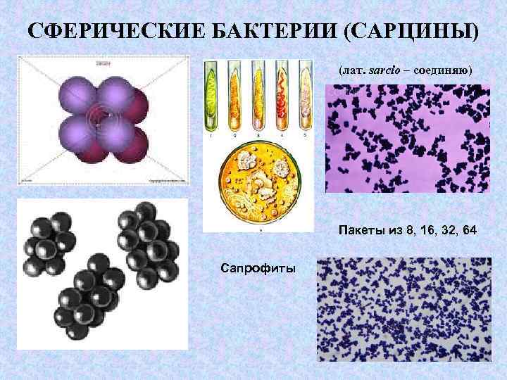 СФЕРИЧЕСКИЕ БАКТЕРИИ (САРЦИНЫ) (лат. sarcio – соединяю) Пакеты из 8, 16, 32, 64 Сапрофиты