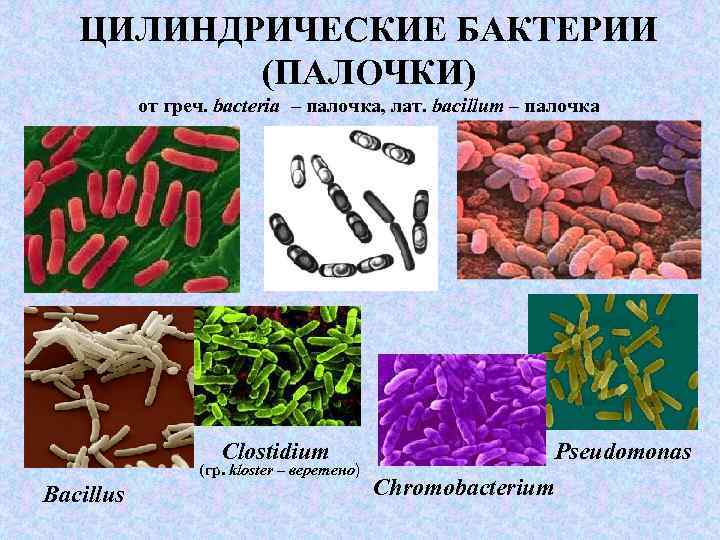 ЦИЛИНДРИЧЕСКИЕ БАКТЕРИИ (ПАЛОЧКИ) от греч. bacteria – палочка, лат. bacillum – палочка Рseudomonas Сlostidium