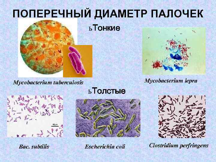 ПОПЕРЕЧНЫЙ ДИАМЕТР ПАЛОЧЕК ь Тонкие Мусоbacterium tuberculosis Вас. subtilis Мусоbacterium lepra ь Толстые Еscherichia