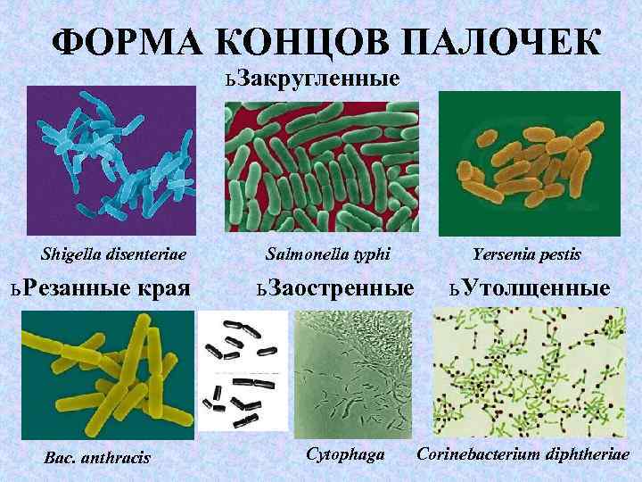 Бактерии с тонкой клеточной стенкой грамм рисунки с названиями