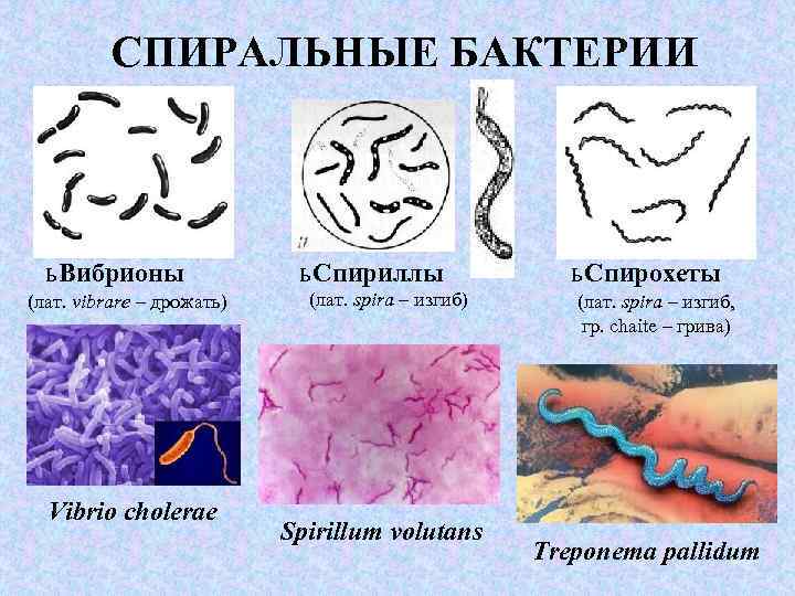 СПИРАЛЬНЫЕ БАКТЕРИИ ь Вибрионы (лат. vibrare – дрожать) Vibrio cholerae ь Спириллы (лат. spira