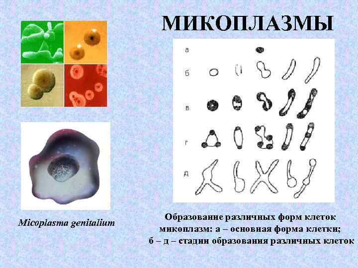  МИКОПЛАЗМЫ Micoplasma genitalium Образование различных форм клеток микоплазм: а – основная форма клетки;