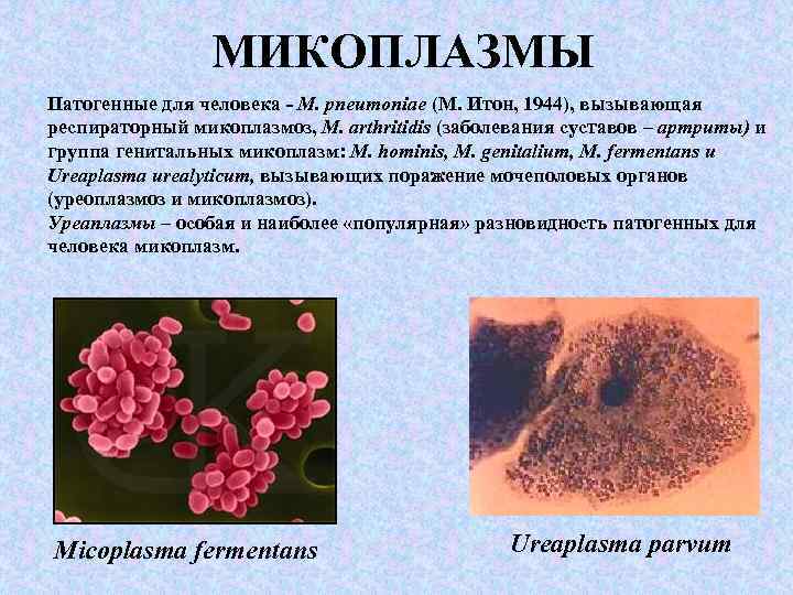 Микоплазма как передается. Прокариоты микоплазмы. Микоплазма пневмония микробиология. Микоплазмы морфология и тинкториальные свойства. Морфология микоплазм микробиология.
