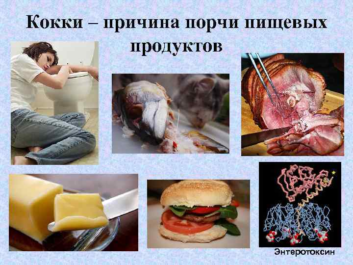 Кокки – причина порчи пищевых продуктов Энтеротоксин 