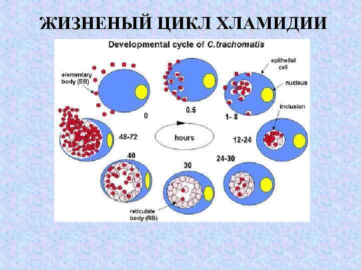 ЖИЗНЕНЫЙ ЦИКЛ ХЛАМИДИИ 