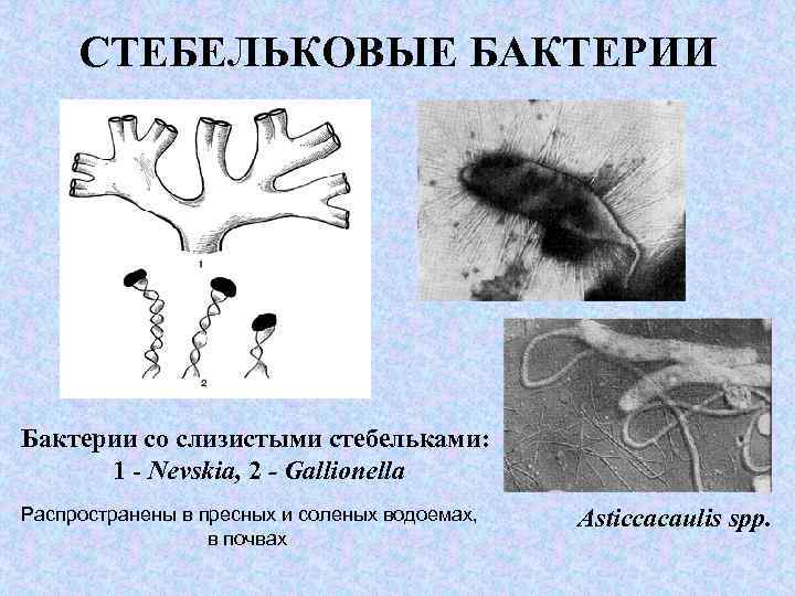 СТЕБЕЛЬКОВЫЕ БАКТЕРИИ Бактерии со слизистыми стебельками: 1 - Nevskia, 2 - Gallionella Распространены в