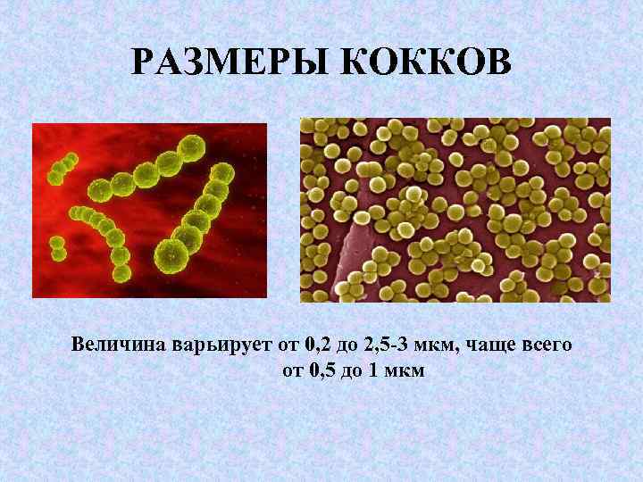 РАЗМЕРЫ КОККОВ Величина варьирует от 0, 2 до 2, 5 -3 мкм, чаще всего