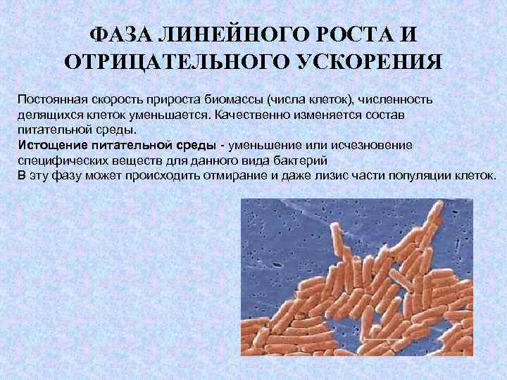 ФАЗА ЛИНЕЙНОГО РОСТА И ОТРИЦАТЕЛЬНОГО УСКОРЕНИЯ Постоянная скорость прироста биомассы (числа клеток), численность делящихся