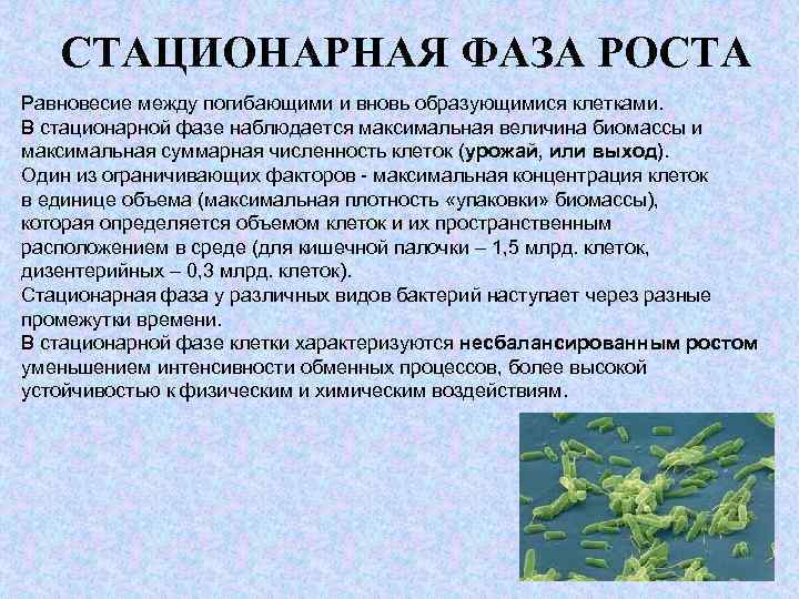 СТАЦИОНАРНАЯ ФАЗА РОСТА Равновесие между погибающими и вновь образующимися клетками. В стационарной фазе наблюдается