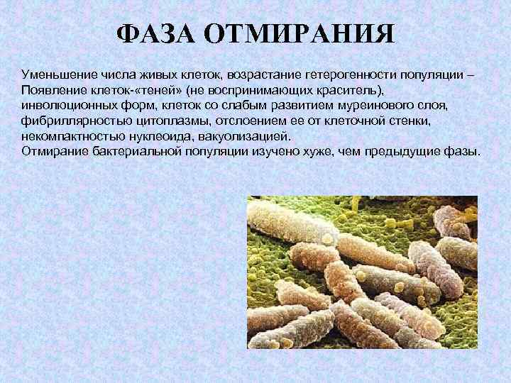 ФАЗА ОТМИРАНИЯ Уменьшение числа живых клеток, возрастание гетерогенности популяции – Появление клеток- «теней» (не