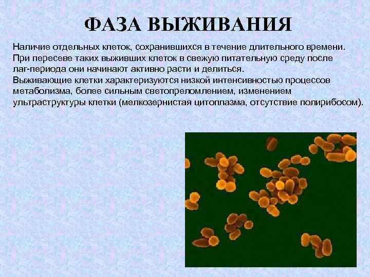 ФАЗА ВЫЖИВАНИЯ Наличие отдельных клеток, сохранившихся в течение длительного времени. При пересеве таких выживших