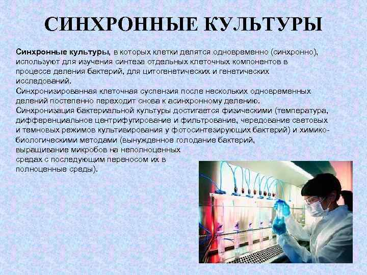 СИНХРОННЫЕ КУЛЬТУРЫ Синхронные культуры, в которых клетки делятся одновременно (синхронно), используют для изучения синтеза
