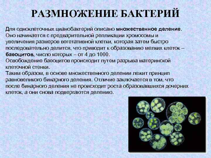 Как размножаются бактерии. Вегетативное размножение цианобактерий. Размножение цианобактерий. Цианобактерии размножение. Размножение колониальных цианобактерий.