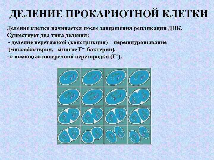 ДЕЛЕНИЕ ПРОКАРИОТНОЙ КЛЕТКИ Деление клетки начинается после завершения репликации ДНК. Существует два типа деления: