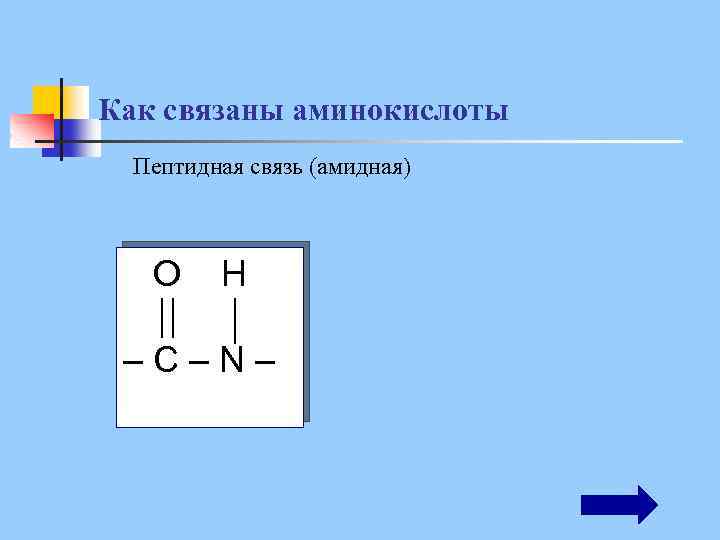 Как связаны аминокислоты Пептидная связь (амидная) O H –С–N– 