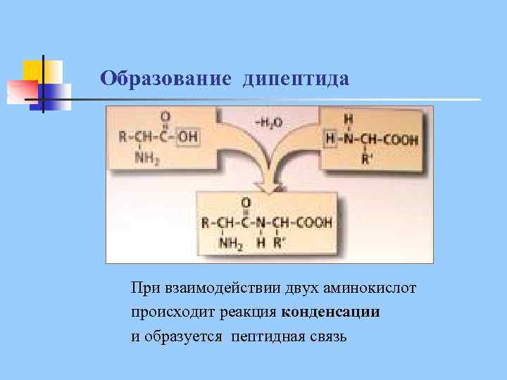 Образование дипептида При взаимодействии двух аминокислот происходит реакция конденсации и образуется пептидная связь 