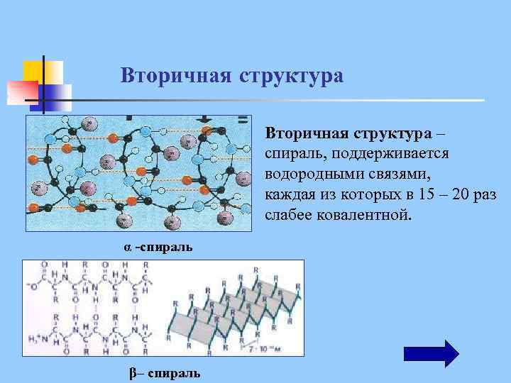 Вторичная структура – спираль, поддерживается водородными связями, каждая из которых в 15 – 20