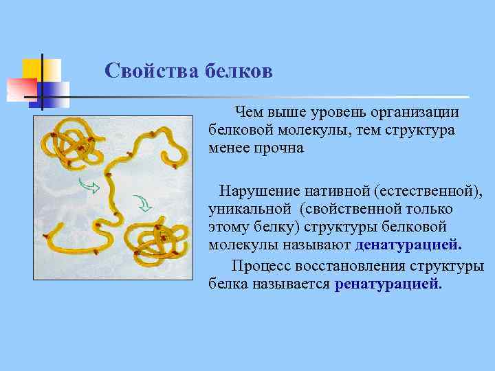 Свойства белков Чем выше уровень организации белковой молекулы, тем структура менее прочна Нарушение нативной