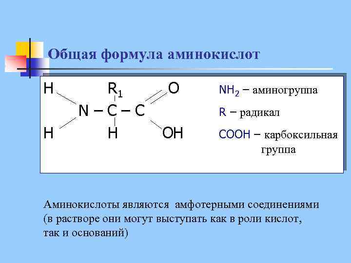 Общая формула аминокислот H H R 1 N–C–C H O NH 2 – аминогруппа