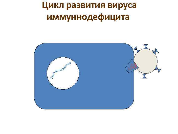 Цикл развития вируса иммуннодефицита 