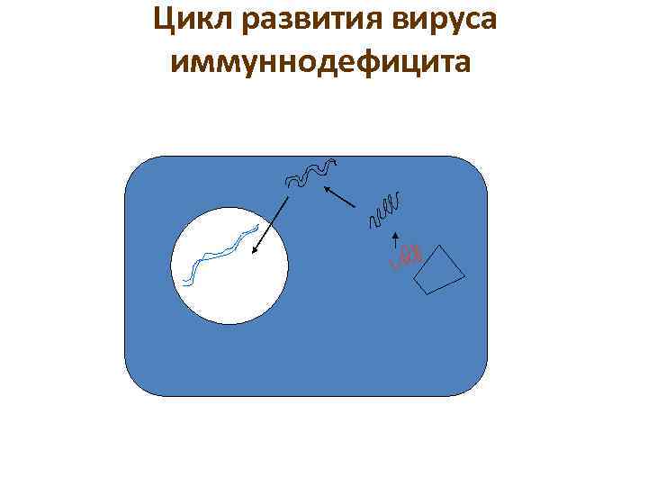 Цикл развития вируса иммуннодефицита 