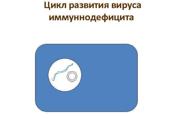 Цикл развития вируса иммуннодефицита 