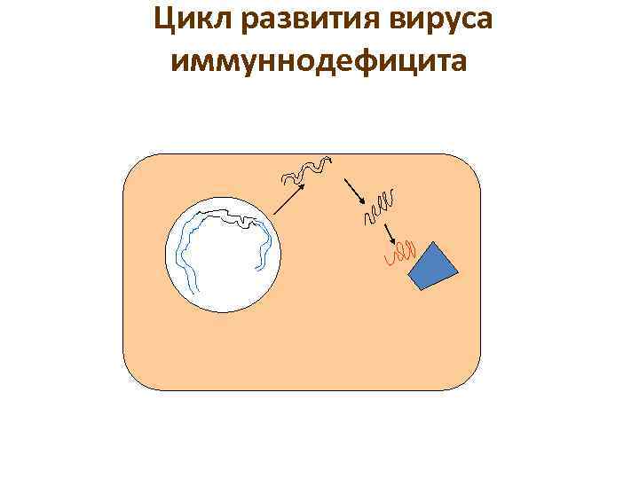 Цикл развития вируса иммуннодефицита 