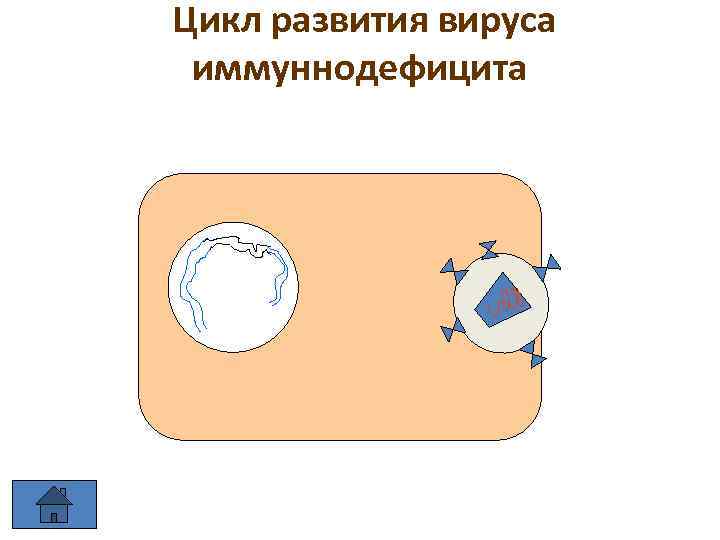Цикл развития вируса иммуннодефицита 