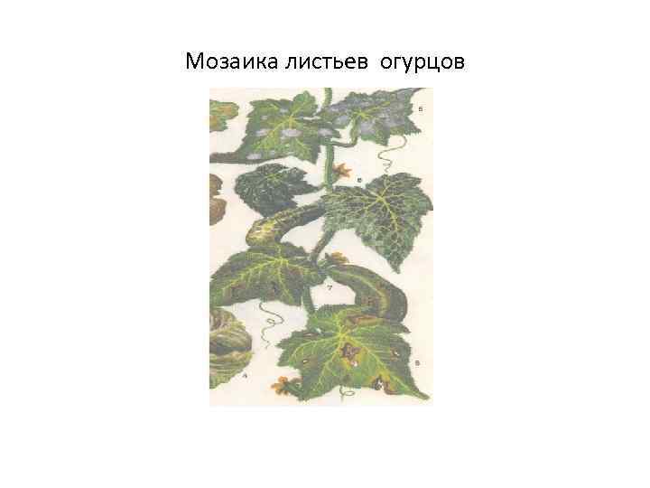 Мозаика листьев огурцов 