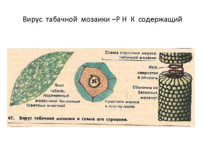 Вирус табачной мозаики –Р Н К содержащий 