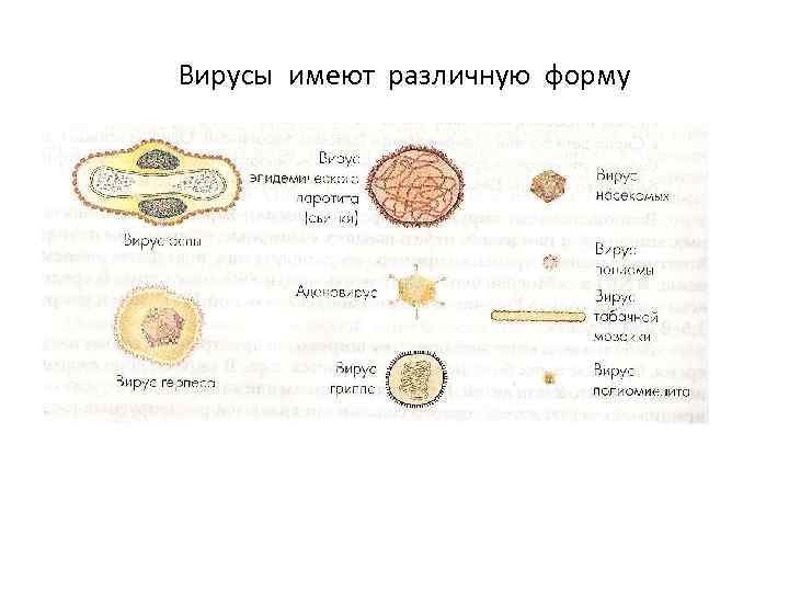 Вирусы имеют различную форму 