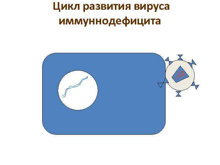 Цикл развития вируса иммуннодефицита 