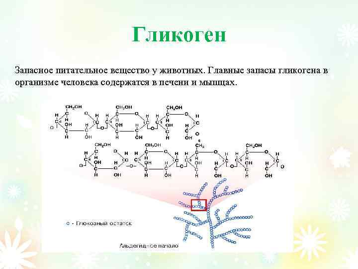 Гликоген Запасное питательное вещество у животных. Главные запасы гликогена в организме человека содержатся в