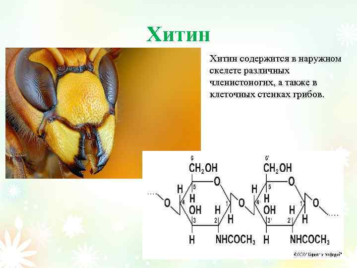 Хитин содержится в наружном скелете различных членистоногих, а также в клеточных стенках грибов. 