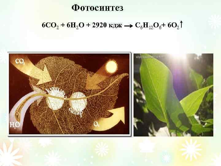 Фотосинтез 6 CO 2 + 6 H 2 O + 2920 кдж C 6