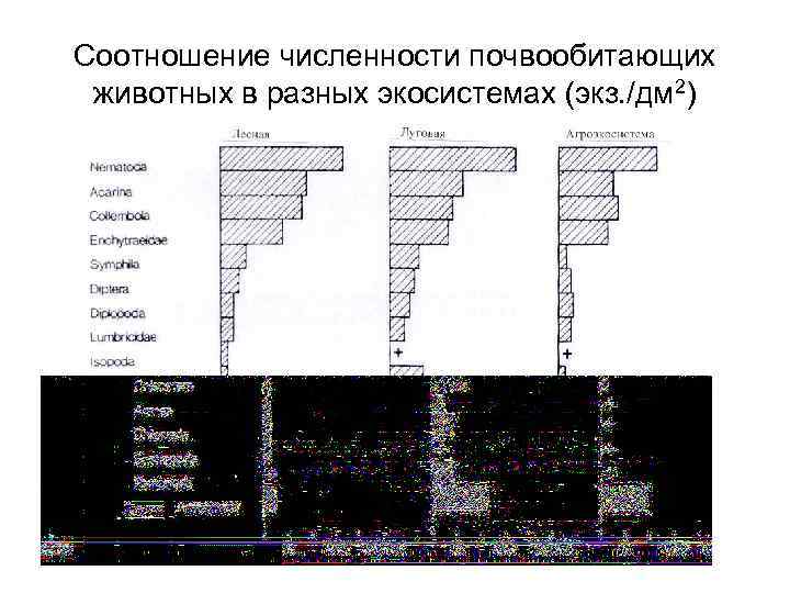 Соотношение численности почвообитающих животных в разных экосистемах (экз. /дм 2) 