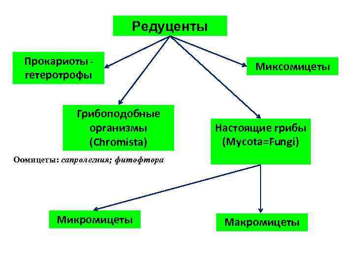 Редуценты Прокариоты гетеротрофы Грибоподобные организмы (Chromista) Миксомицеты Настоящие грибы (Mycota=Fungi) Оомицеты: сапролегния; фитофтора Микромицеты